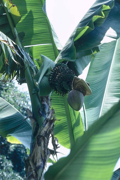 Japanese banana Musa basjoo